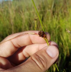 Cyperaceae