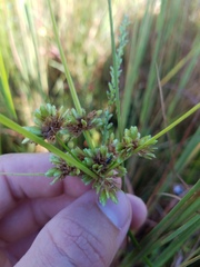Cyperus