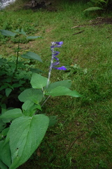 Salvia concolor