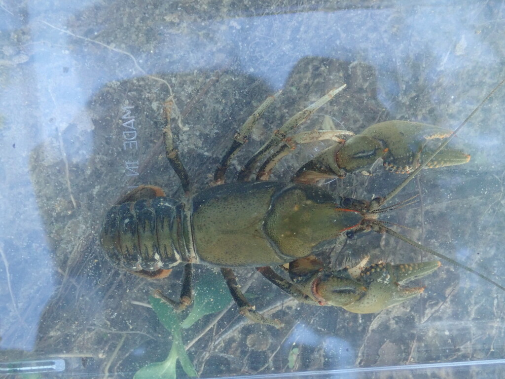 Crawzilla Crawdad in May 2025 by Daniel Folds. Female · iNaturalist