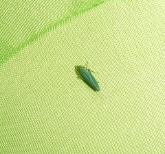 Graphocephala psephena