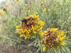 Crossidius pulchellus