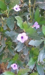 Ruellia simplex