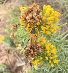 Crossidius pulchellus