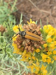 Crossidius pulchellus