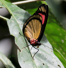 Batesia hypochlora
