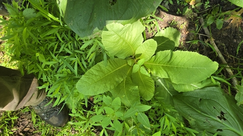 Japanese Primrose (Primula japonica)
