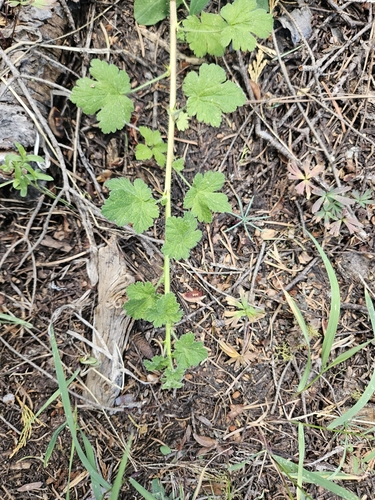 trailing gooseberry (Ribes binominatum)