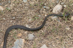 Mastigodryas boddaerti ruthveni