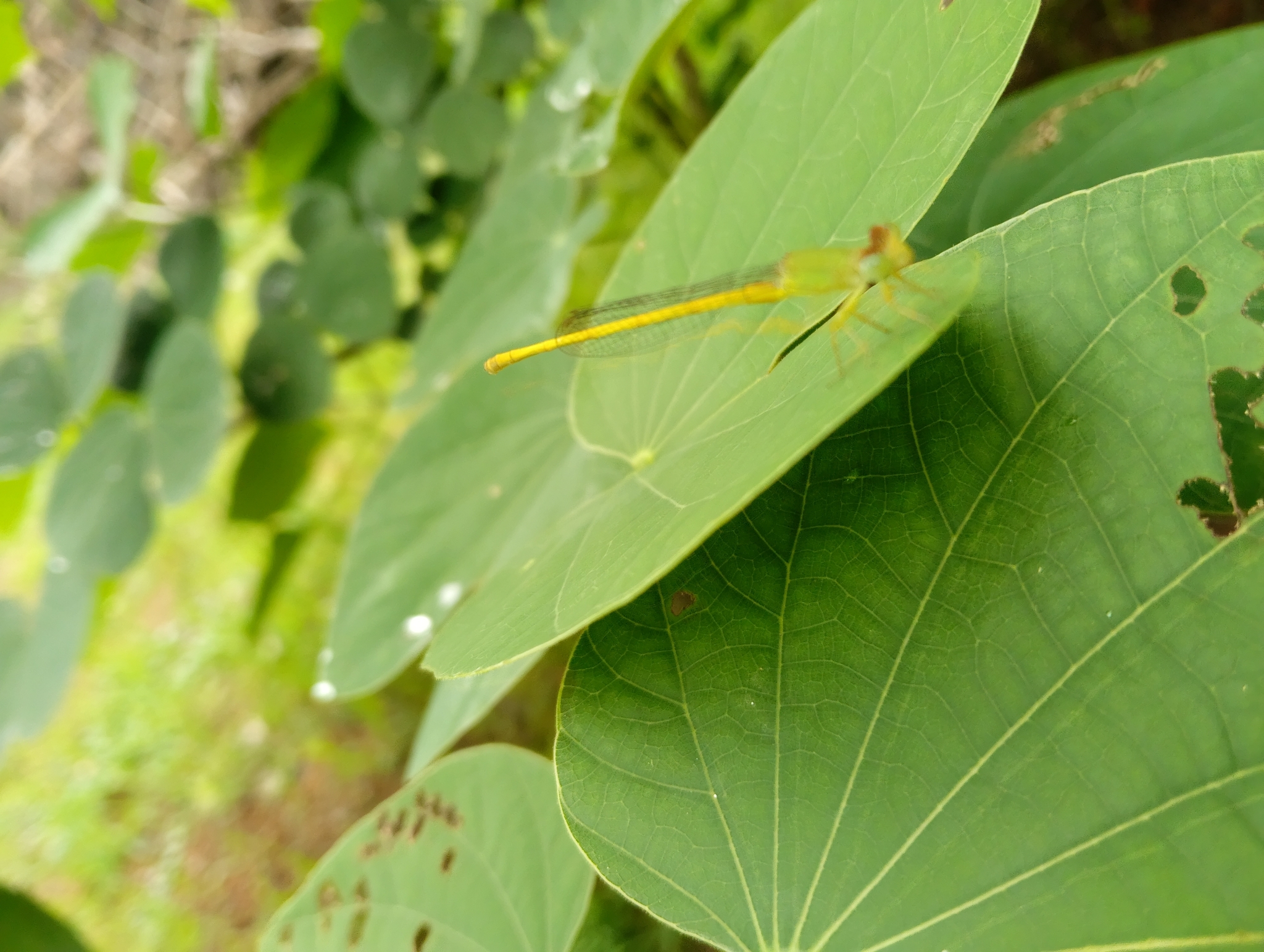Coromandel Marsh Dart