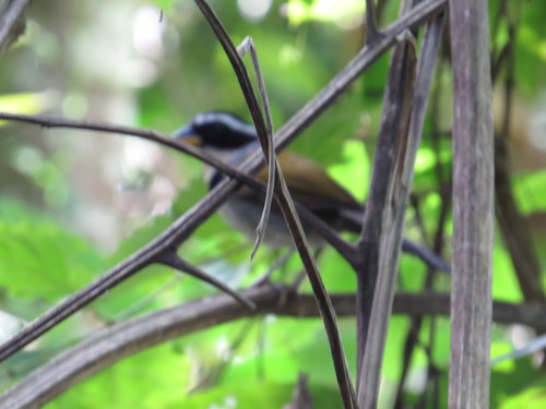 Half-collared Sparrow (Arremon semitorquatus), photo 9