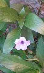 Ruellia simplex