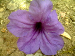 Ruellia simplex