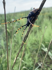 Dendrobias mandibularis