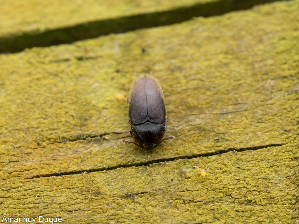 Aulonothroscus tenerifae