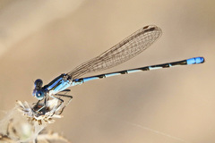 Argia leonorae