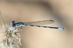 Argia leonorae