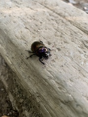 Phelotrupes auratus