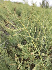 Suaeda calceoliformis