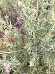 Suaeda calceoliformis