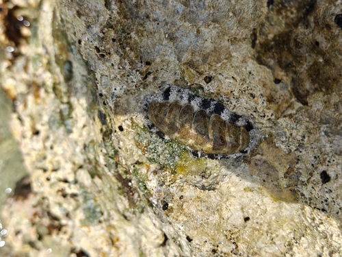 Acanthopleura granulata
