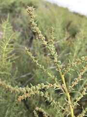 Suaeda calceoliformis