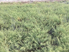 Suaeda calceoliformis