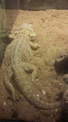 Pogona