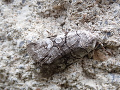 Sympistis chionanthi