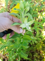 Ludwigia