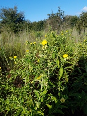 Ludwigia