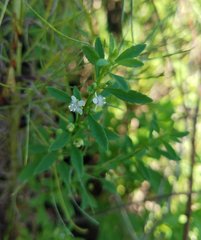 Scoparia dulcis