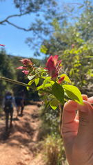 (c) Rafael Silva, some rights reserved (CC BY-SA) Lepidagathis floribunda, photograph (c) Rafael Silva, some rights reserved (CC BY-SA)