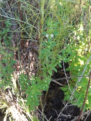 Scoparia dulcis