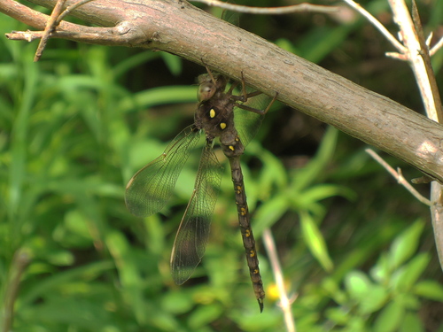 Fawn Darner photo 4