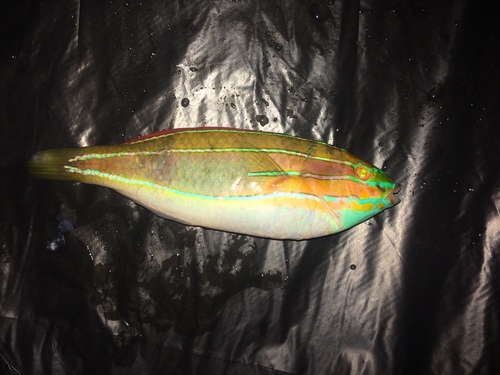 Three-lined rainbow wrasse (Stethojulis trilineata) — Labridae — 2