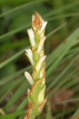 Spiranthes incurva