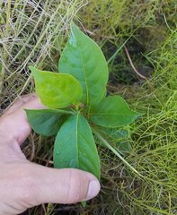 Magnoliopsida