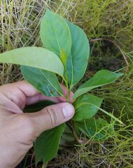 Magnoliopsida
