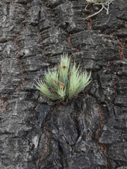 Tillandsia tricholepis
