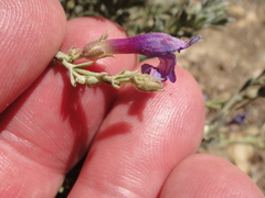Penstemon californicus