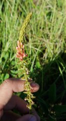 Indigofera hirsuta