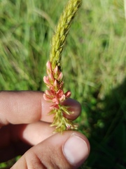 Indigofera hirsuta