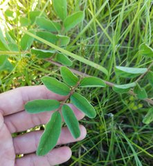 Indigofera hirsuta