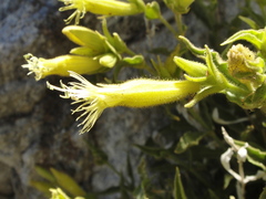 Silene parishii