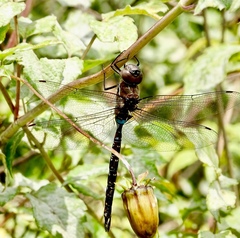 Rhionaeschna jalapensis