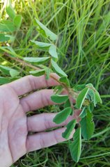 Indigofera hirsuta