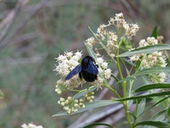 Xylocopa californica arizonensis