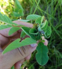 Lepidoptera