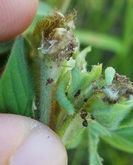 Lepidoptera